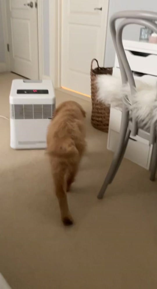 Post 10 by nelliegoldengirl on TikTok (video)