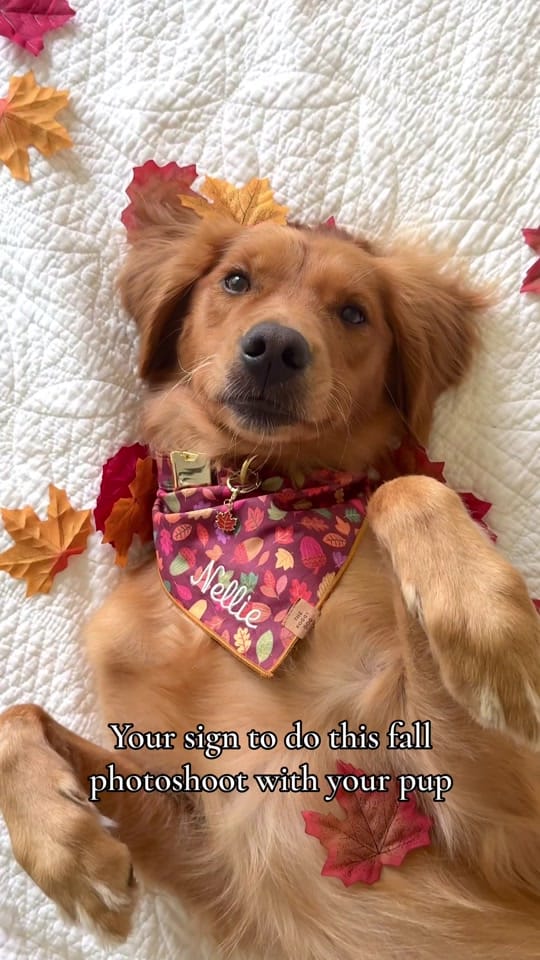 Post 4 by nelliegoldengirl on TikTok (video)