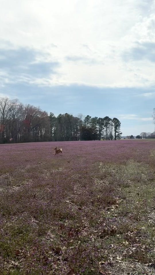Post 7 by nelliegoldengirl on TikTok (video)