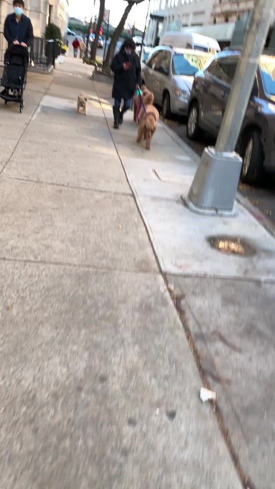 Post 2 by Joey Mollica on TikTok (video)