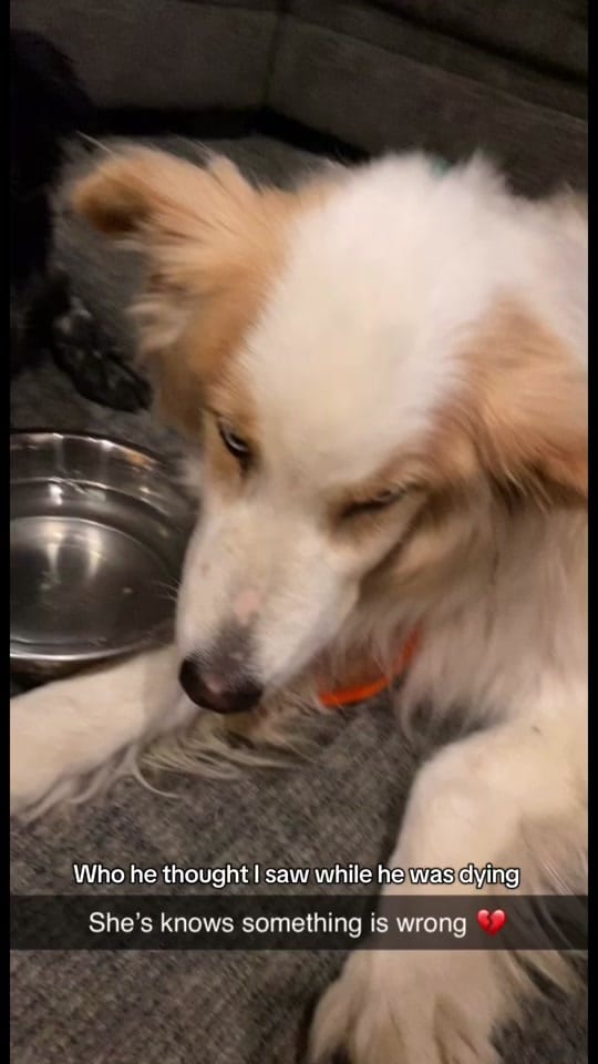Post 7 by Shana Lester on TikTok (video)