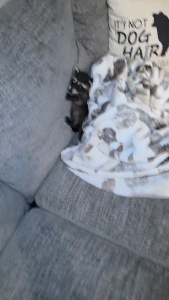 Post 8 by Shana Lester on TikTok (video)