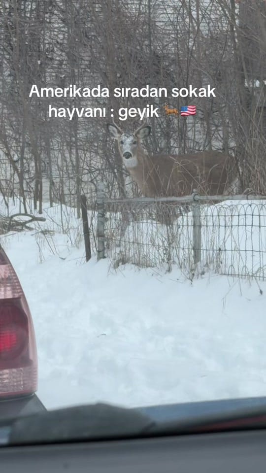Post 4 by Seda on TikTok (video)