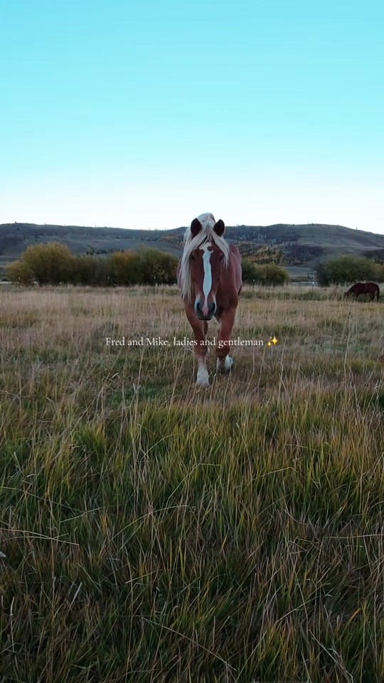 Post 6 by Jamie Lee on TikTok (video)