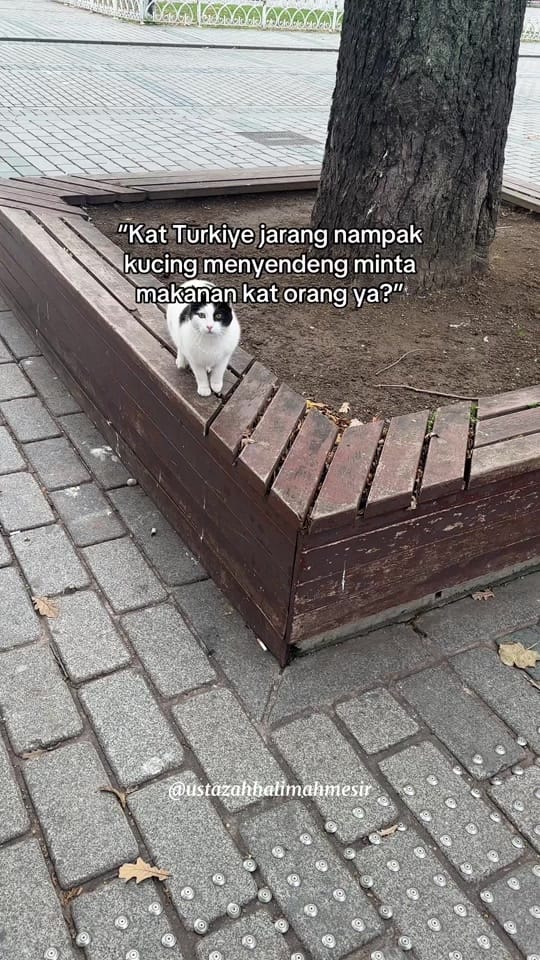 Post 6 by Ustazah Halimah Mesir on TikTok (video)