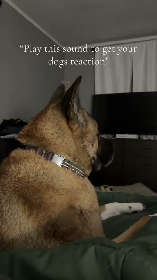 Post 2 by taylor.tarasuik on TikTok (video)