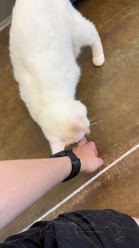 Post 9 by The Cattams Family on TikTok (video)