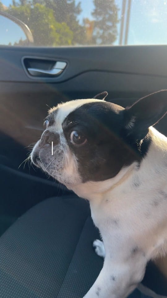 Post 3 by Alexa Dominguez on TikTok (video)