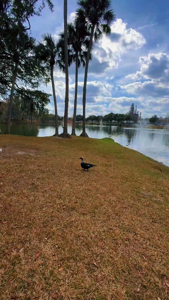 Post 4 by Jeanine Allen on TikTok (video)
