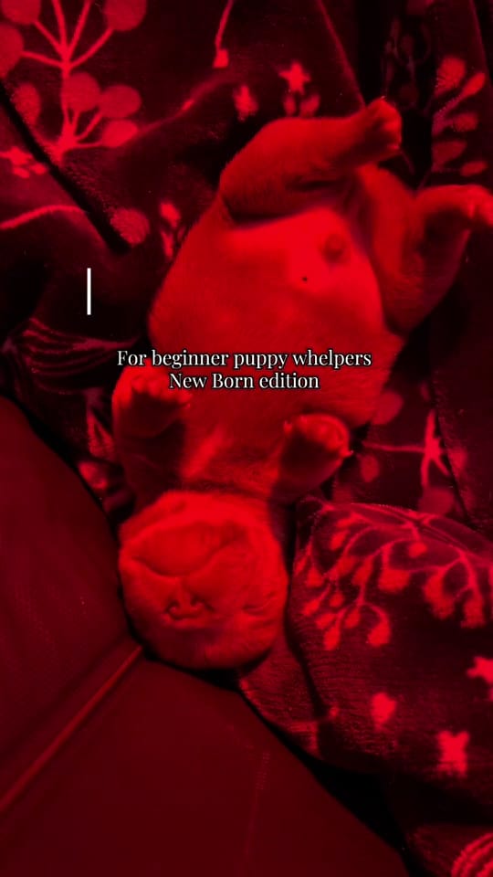 Post 8 by TBG.Jasmine on TikTok (video)