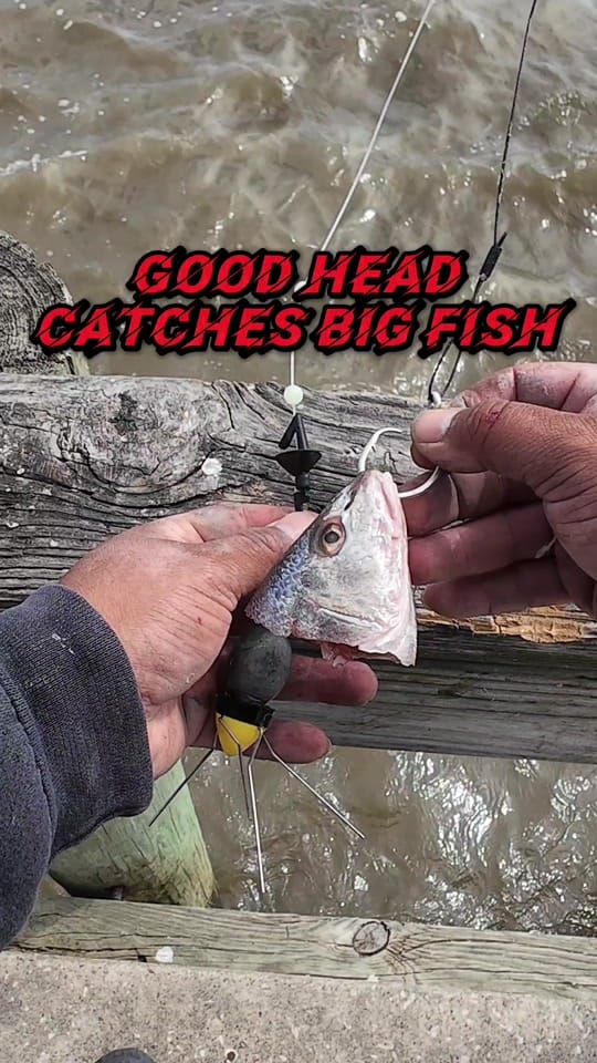 Post 3 by Beach Bomber Fishing on TikTok (video)