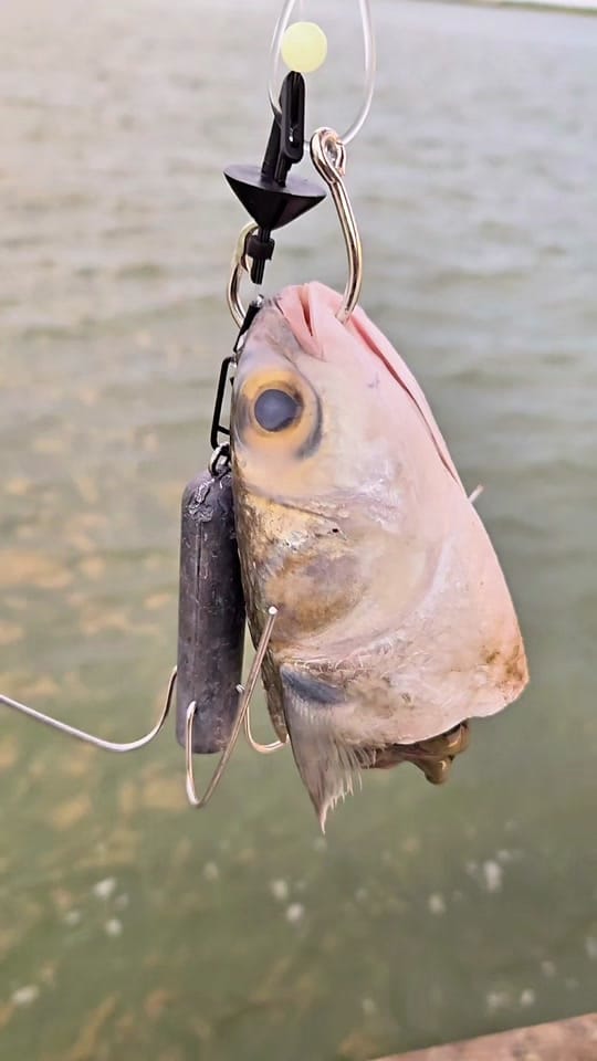 Post 4 by Beach Bomber Fishing on TikTok (video)