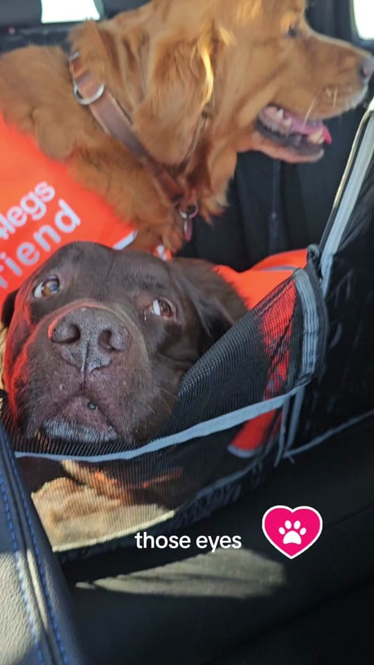 Post 8 by completely à l'ouest on TikTok (video)