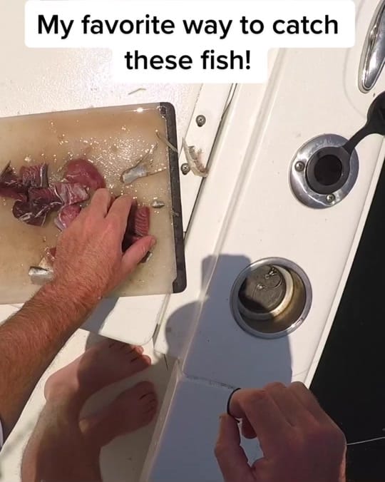 Post 8 by CaptCollier on TikTok (video)