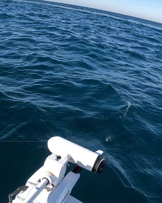 Post 4 by CaptCollier on TikTok (video)