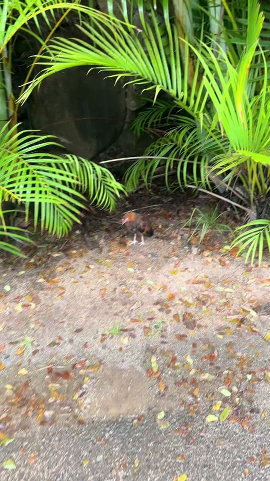 Post 8 by Luke Swanson on TikTok (video)