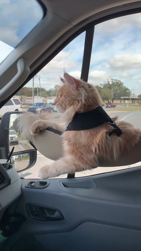 Post 10 by fisherthemainecoon on TikTok (video)