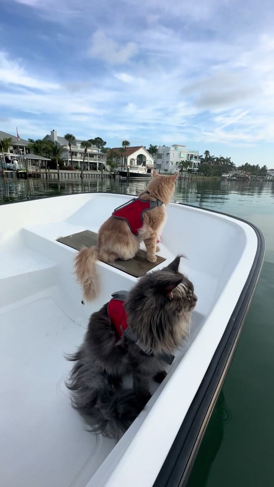 Post 8 by fisherthemainecoon on TikTok (video)