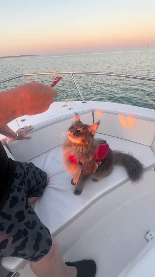 Post 1 by fisherthemainecoon on TikTok (video)