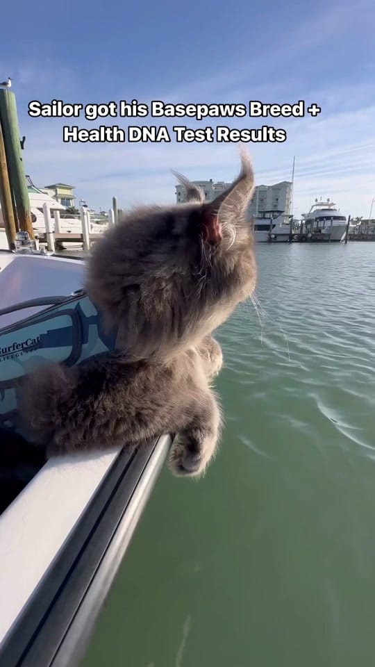 Post 9 by fisherthemainecoon on TikTok (video)