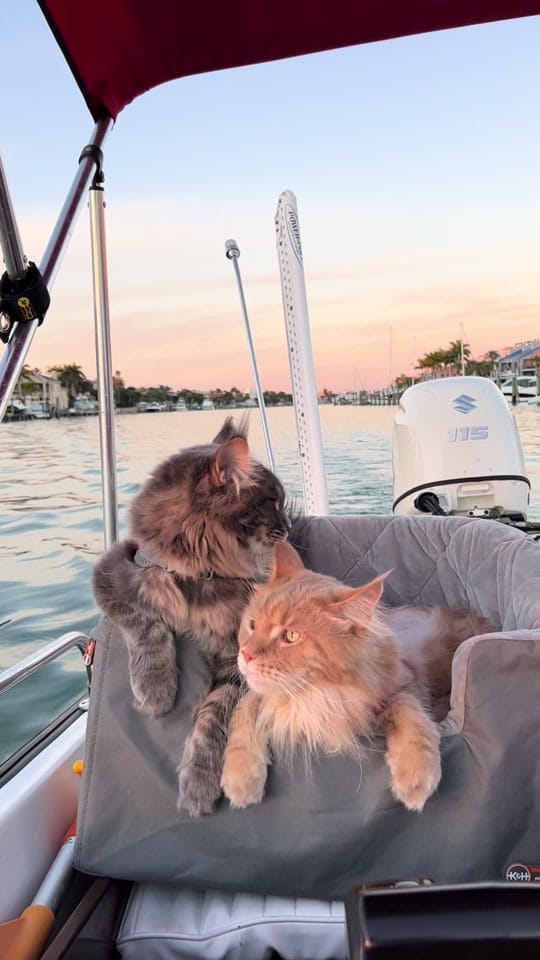 Post 7 by fisherthemainecoon on TikTok (video)
