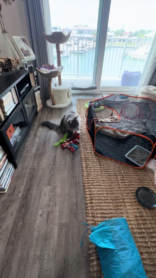 Post 4 by fisherthemainecoon on TikTok (video)