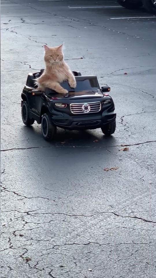 Post 6 by fisherthemainecoon on TikTok (video)
