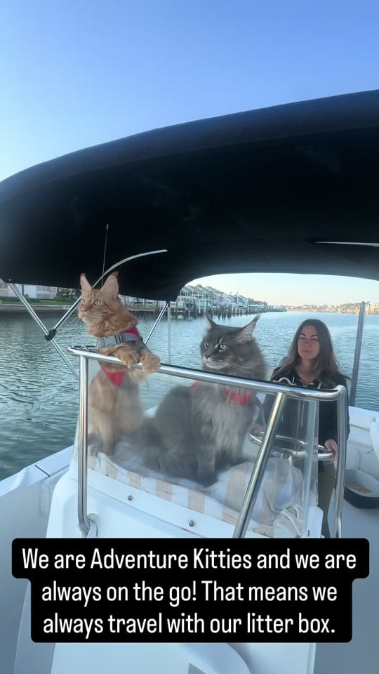 Post 2 by fisherthemainecoon on TikTok (video)