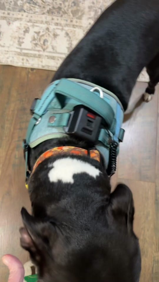Post 1 by Krissy in Motion on TikTok (video)