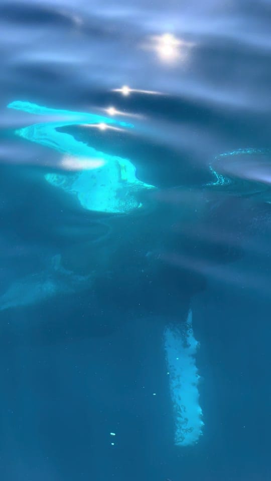Post 6 by TheOceanTourist on TikTok (video)