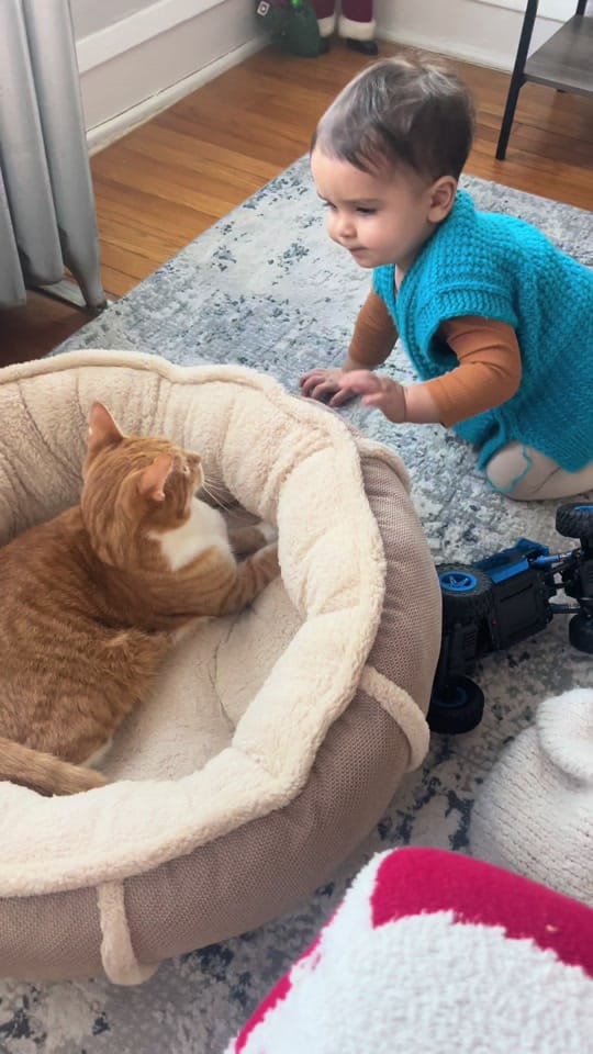 Post 7 by Diana&her cat Lucky on TikTok (video)