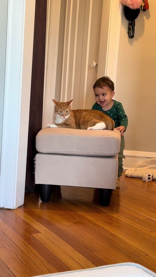 Post 6 by Diana&her cat Lucky on TikTok (video)