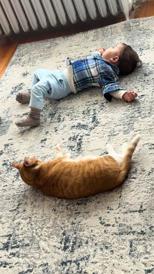Post 4 by Diana&her cat Lucky on TikTok (video)