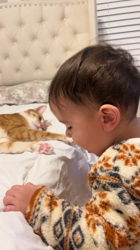 Post 2 by Diana&her cat Lucky on TikTok (video)