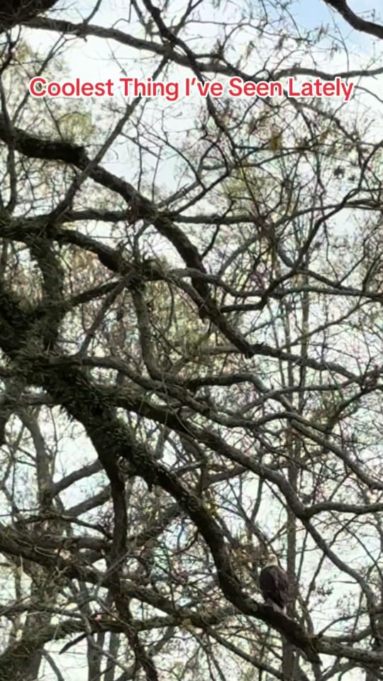 Post 4 by TheSimpleLifeMS on TikTok (video)