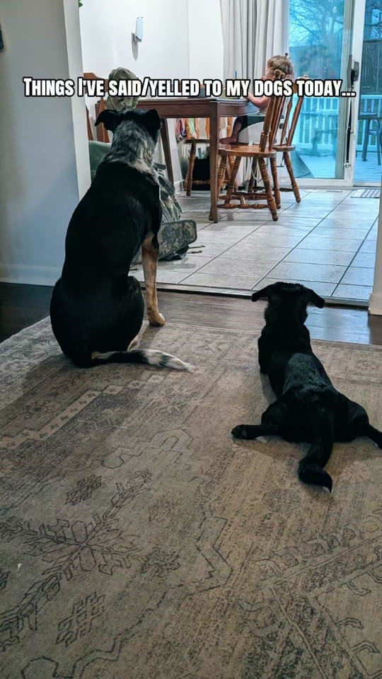 Post 2 by Sue Stacy on TikTok (video)