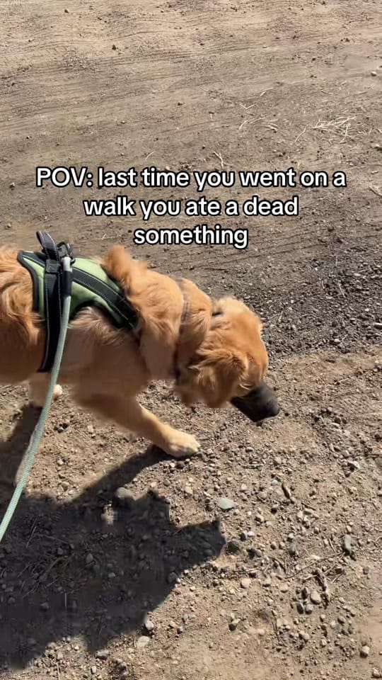 Post 4 by Simply Kat 🧸 on TikTok (video)
