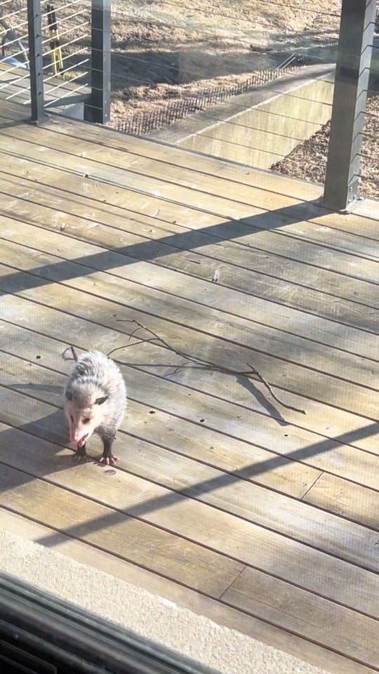 Post 5 by Matt on TikTok (video)