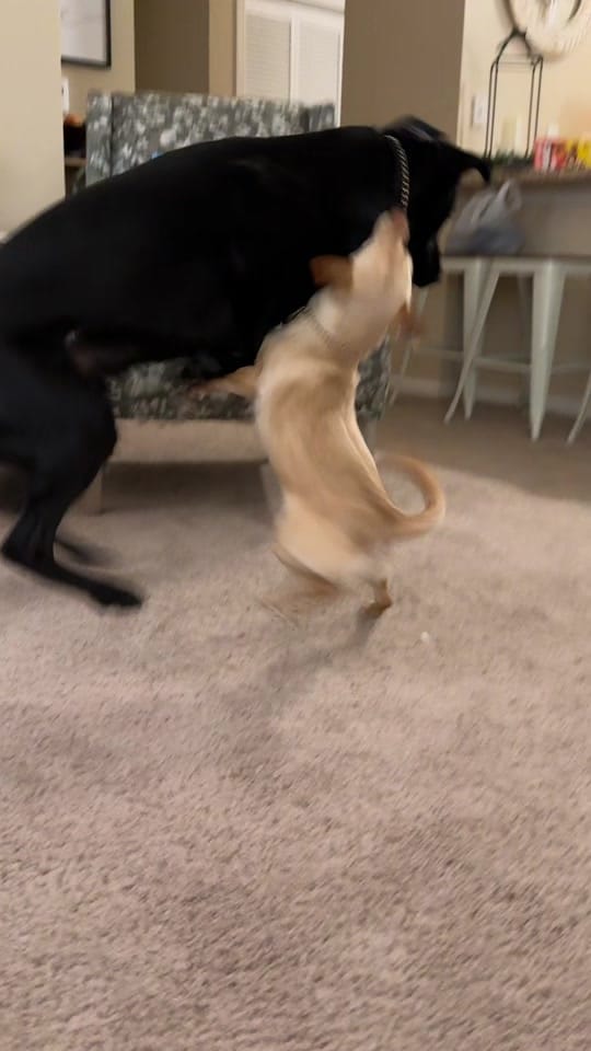 Post 7 by tristen.lang on TikTok (video)