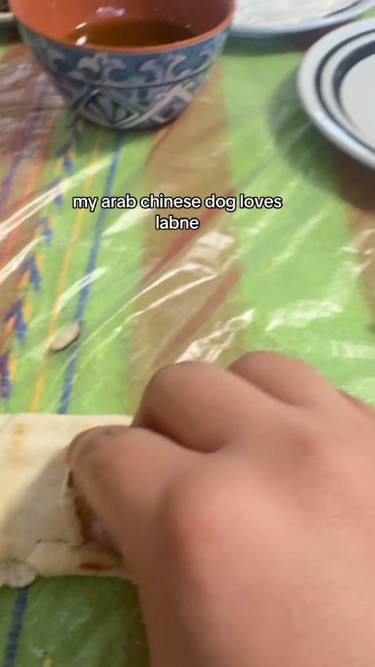 Post 7 by Otis The Pug on TikTok (video)