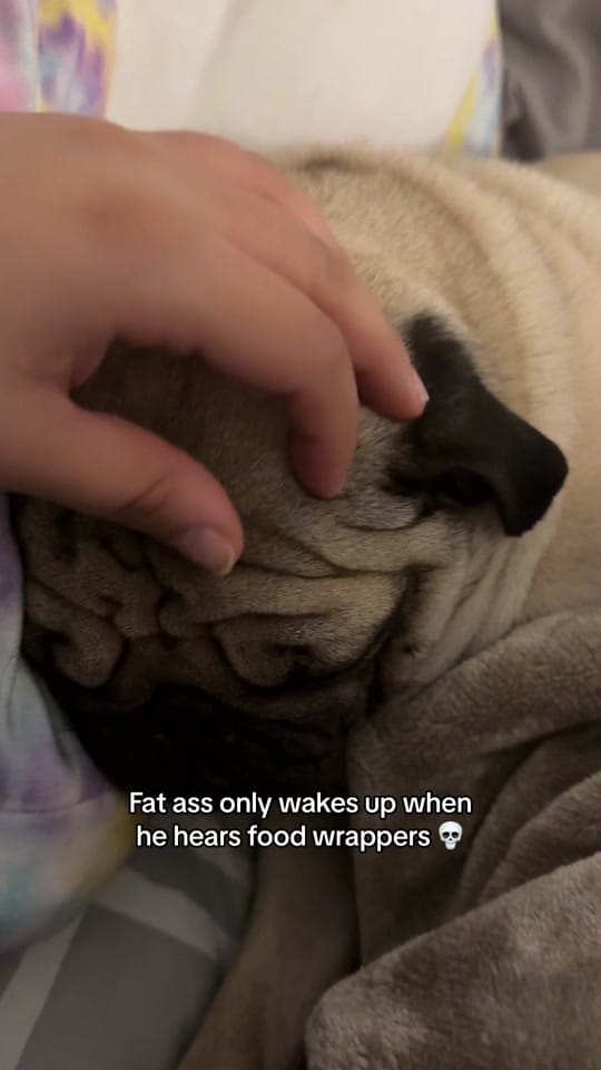 Post 10 by Otis The Pug on TikTok (video)