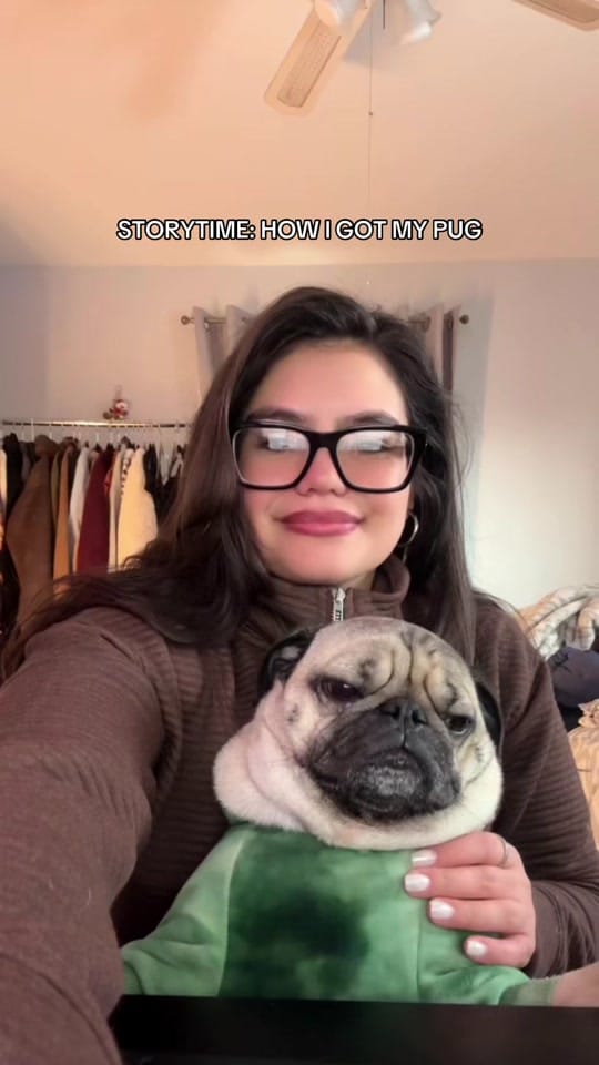 Post 8 by Otis The Pug on TikTok (video)