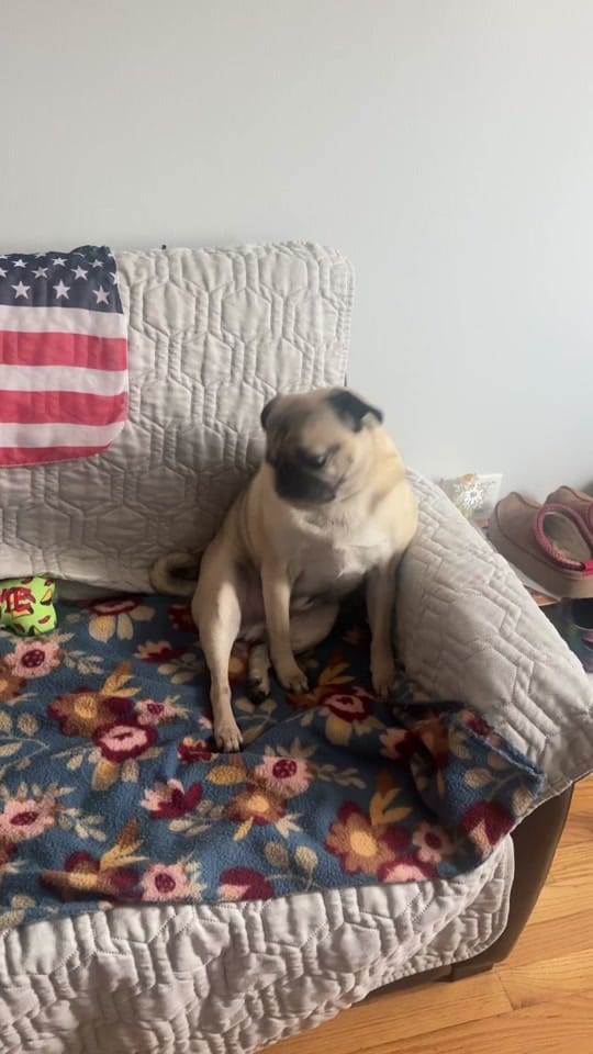 Post 2 by Otis The Pug on TikTok (video)
