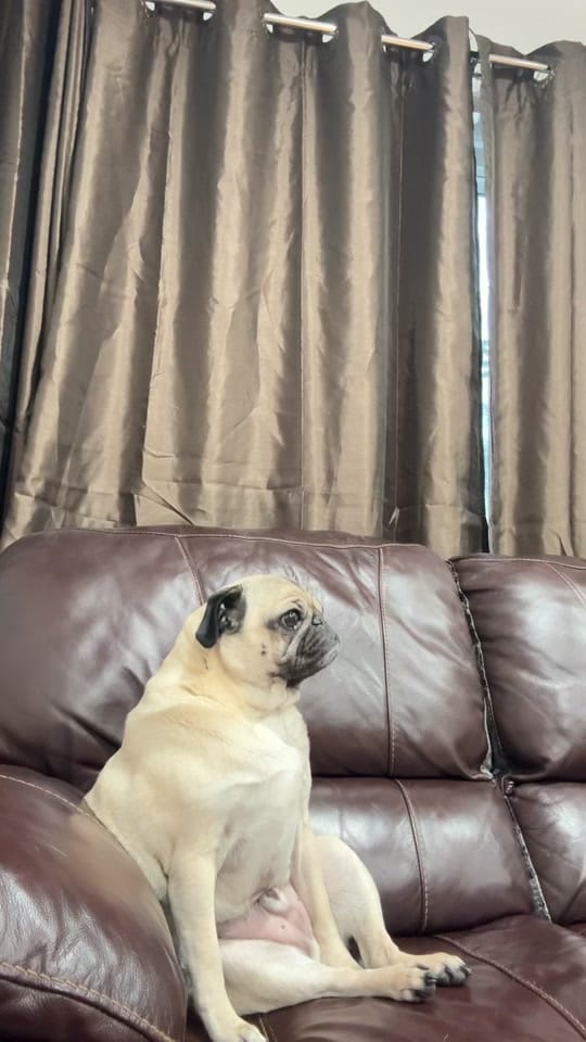 Post 1 by Otis The Pug on TikTok (video)