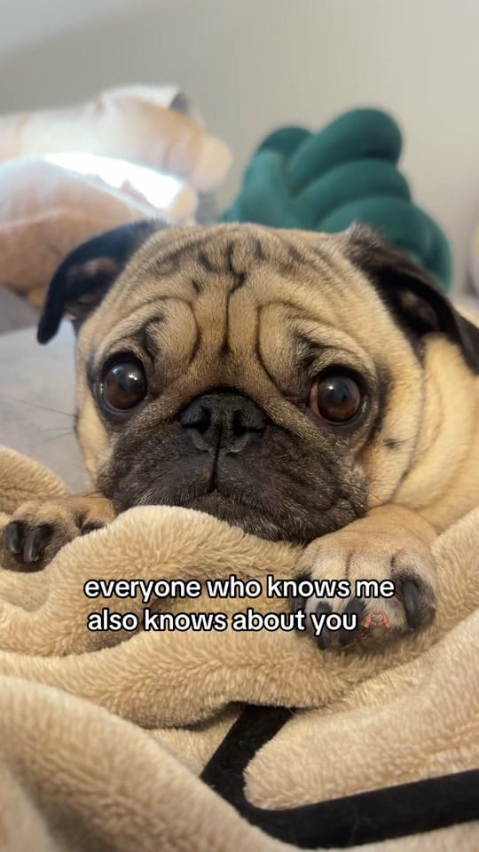 Post 5 by Otis The Pug on TikTok (video)