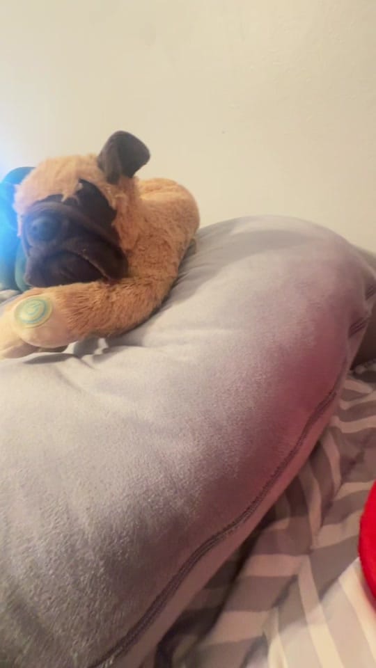 Post 4 by Otis The Pug on TikTok (video)