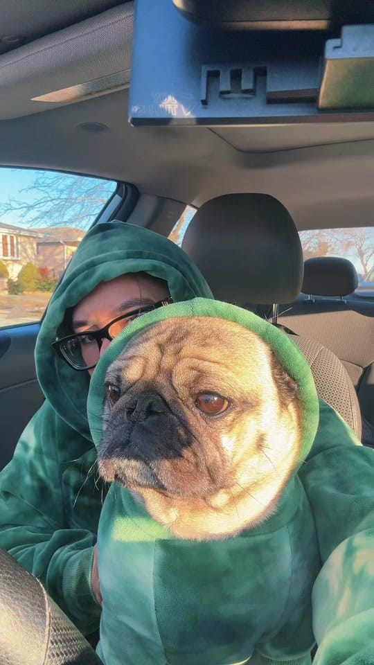 Post 3 by Otis The Pug on TikTok (video)