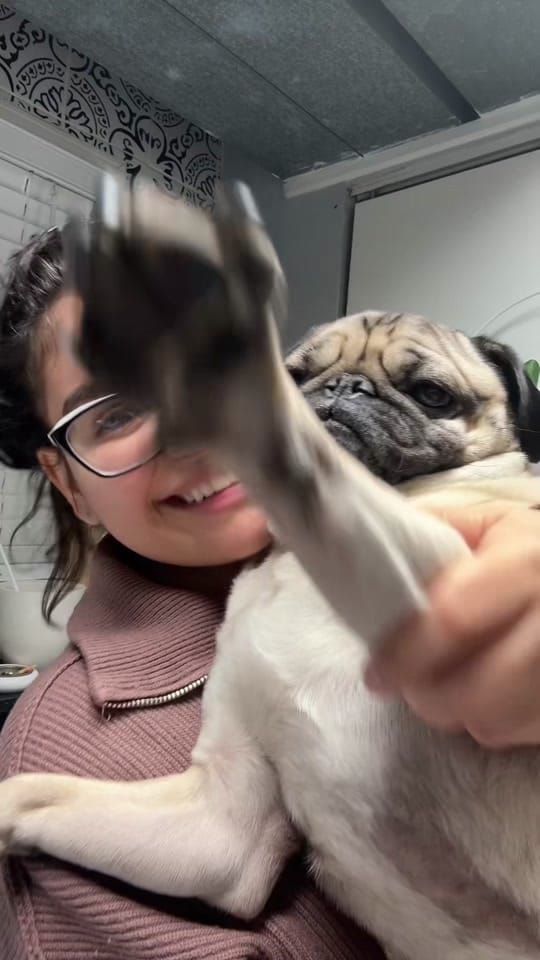 Post 6 by Otis The Pug on TikTok (video)