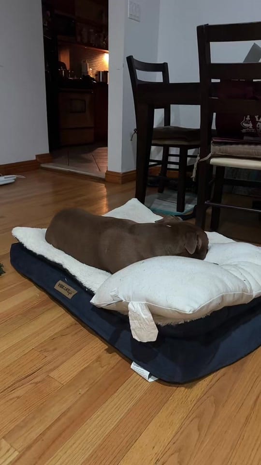 Post 7 by S Velez on TikTok (video)