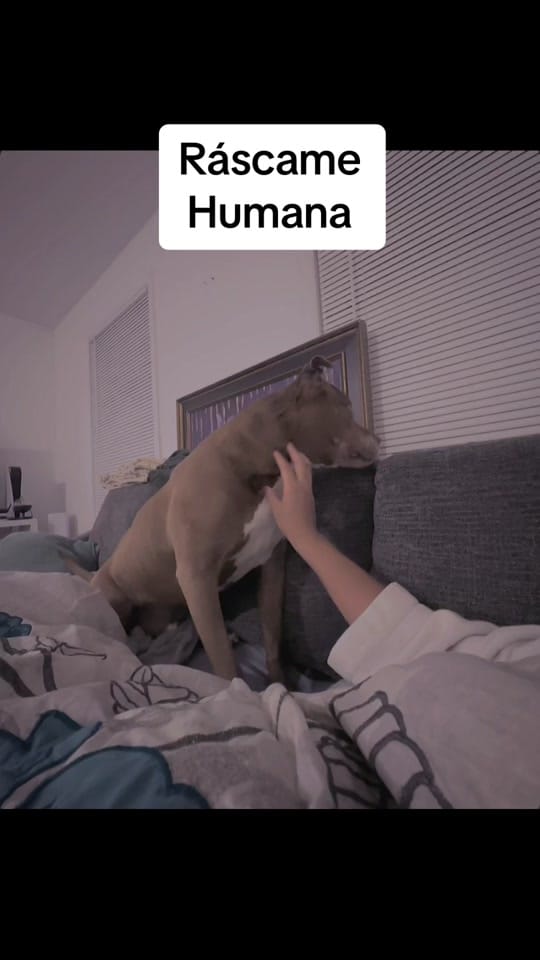 Post 3 by S Velez on TikTok (video)